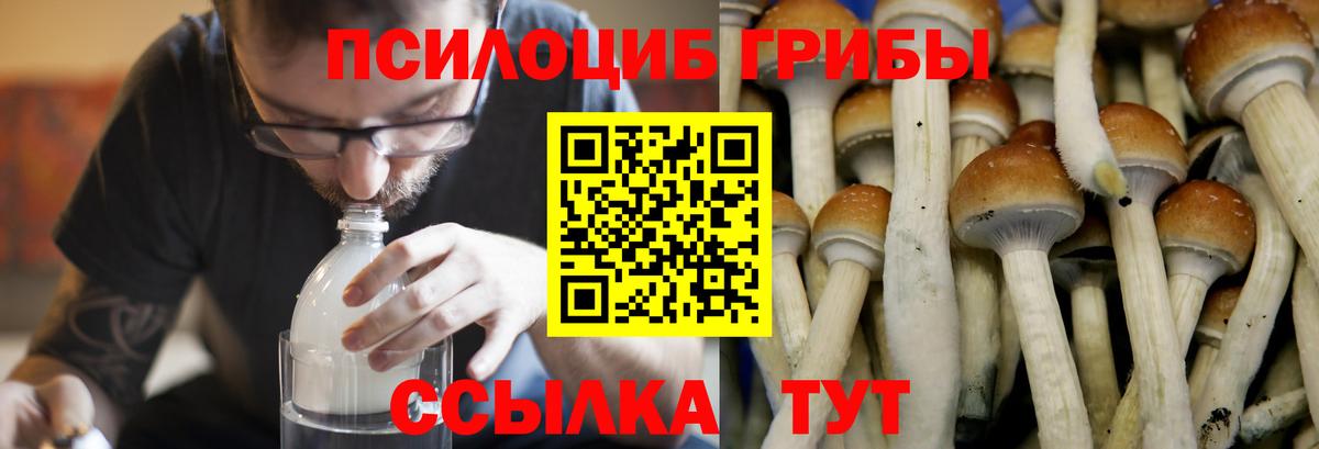 Долгопрудный  Галлюциногенные грибы Psilocybine cubensis  Вход с VPN 